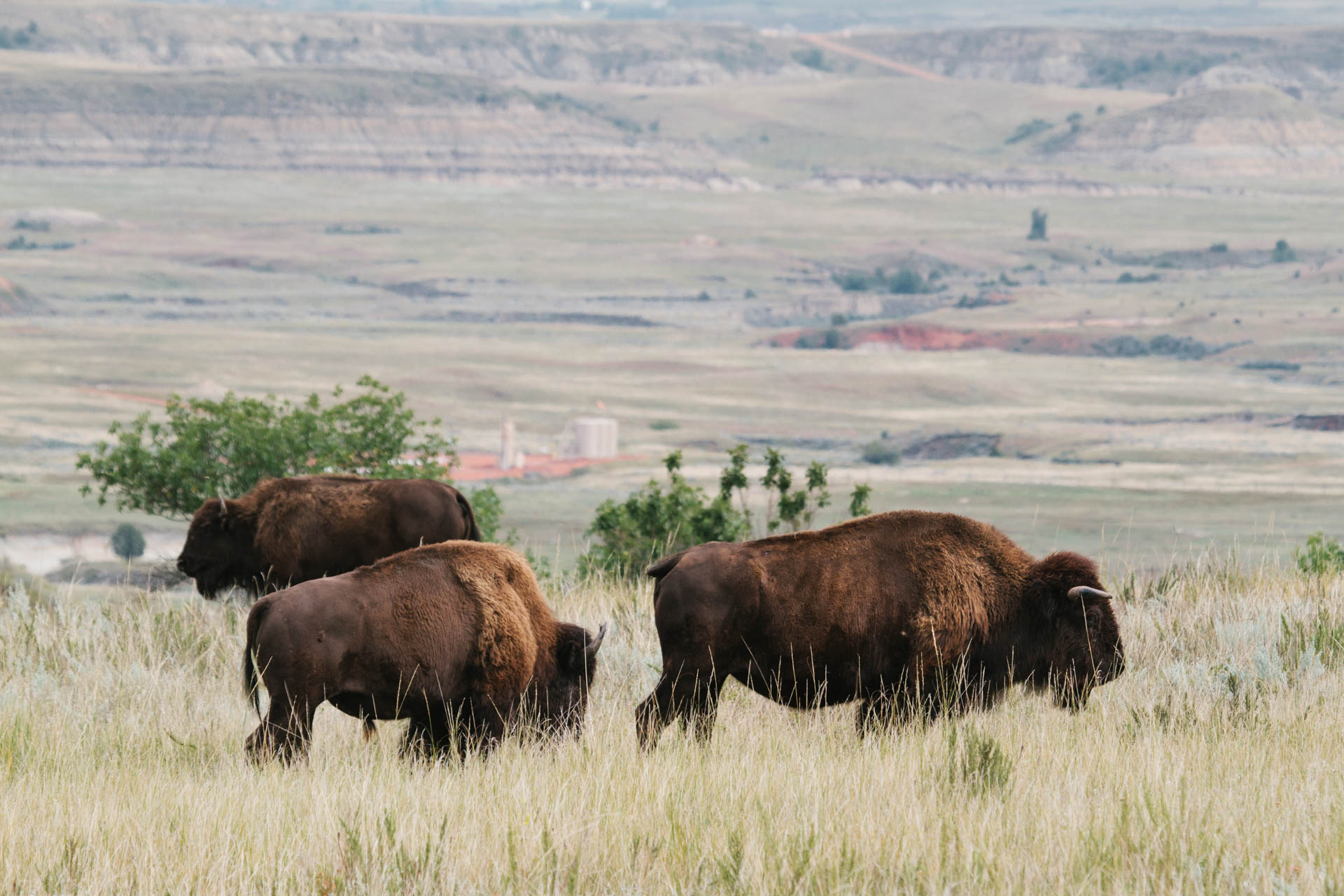 bison-near-drill-site-theodore-roosevelt-national-park