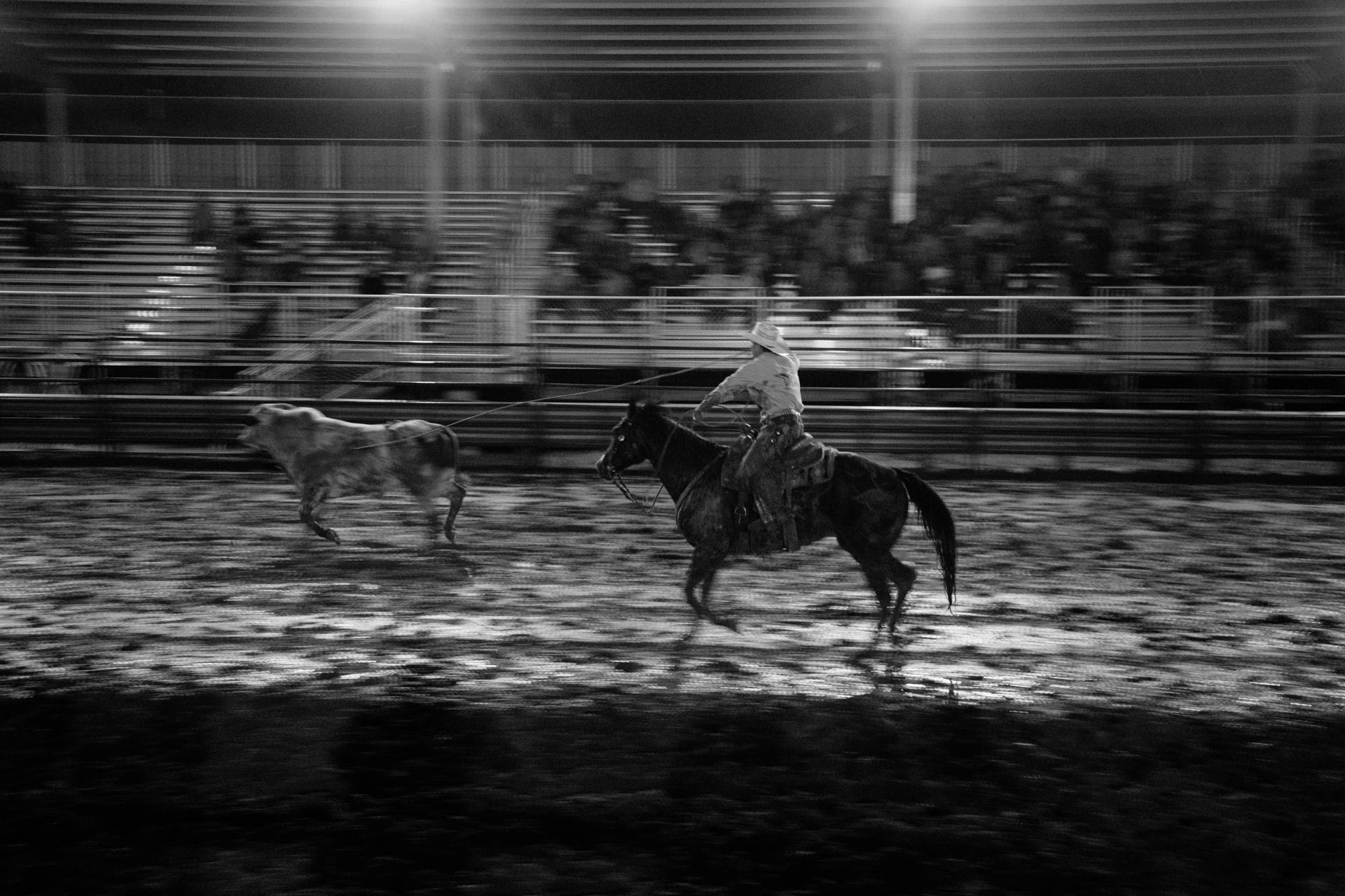 cowboy-lassos-running-bull-in-muddy-arena-rice-bull-riding-black-river-falls-wi-a5400