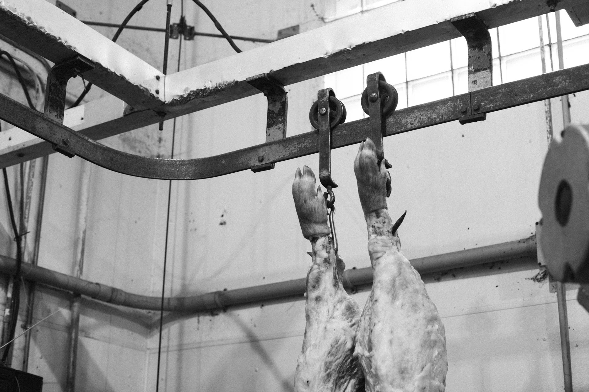 hog-hanging-in-butcher-shop-0435