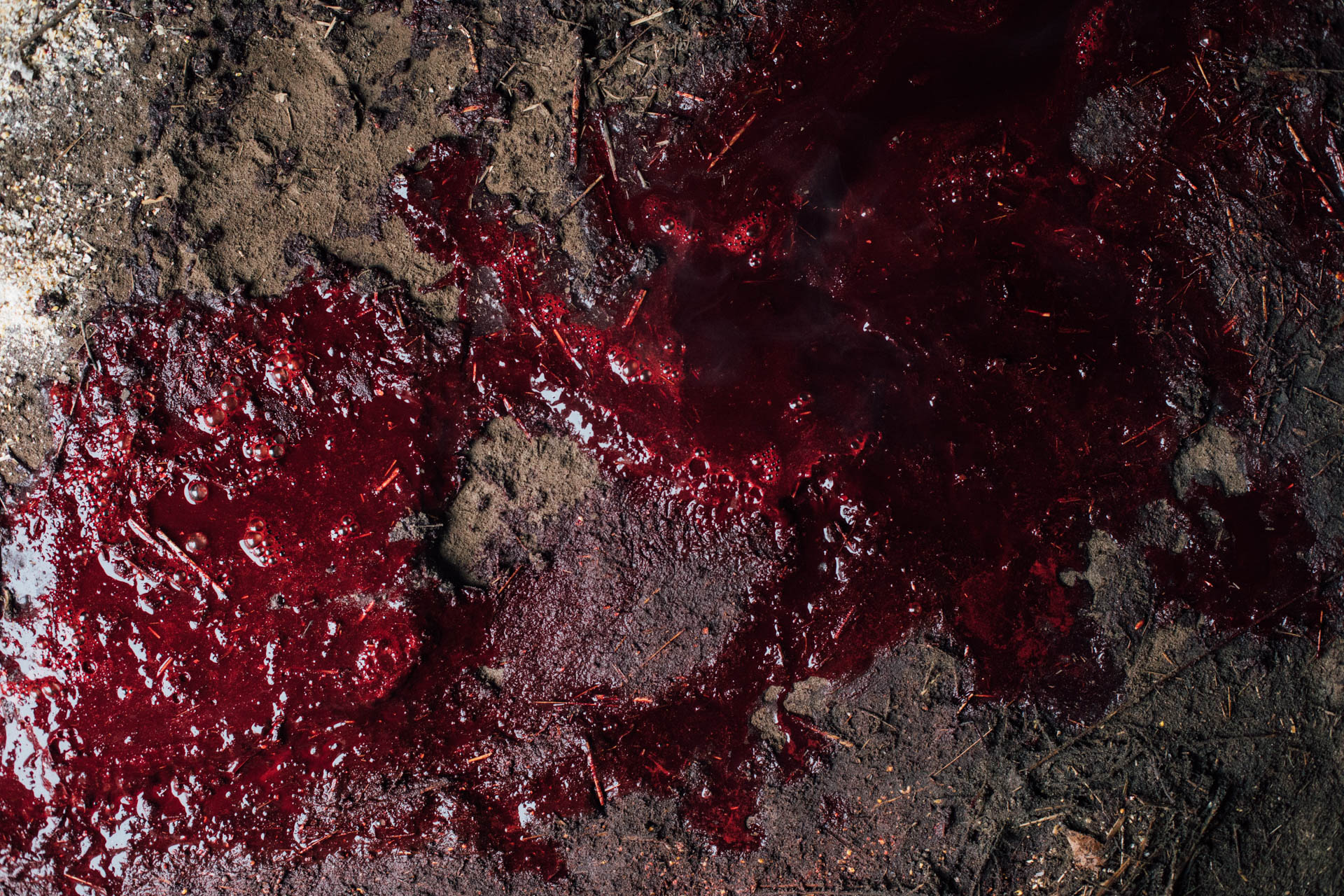 hog-spilled-blood-9505