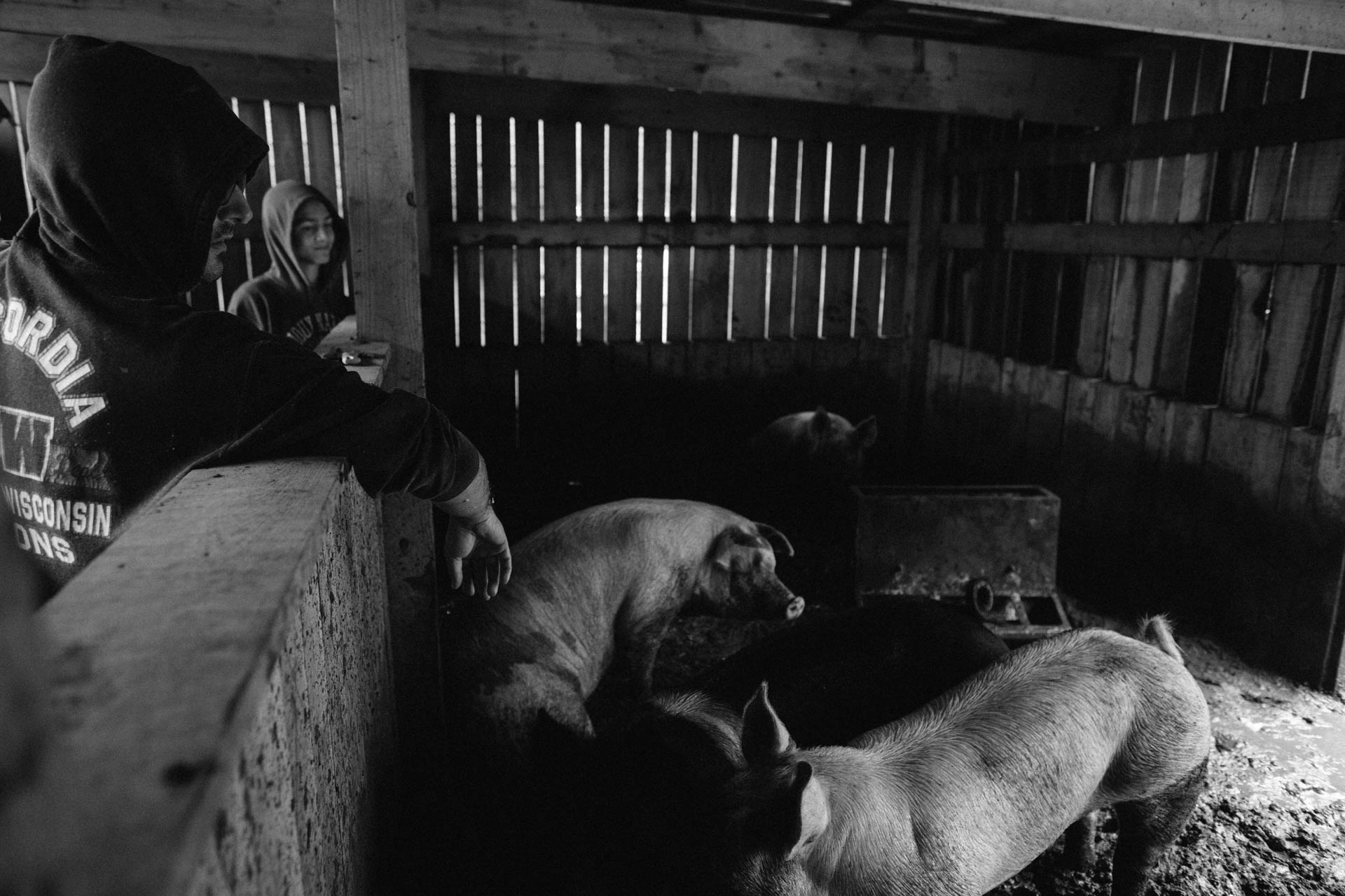 inside-hog-barn-7610