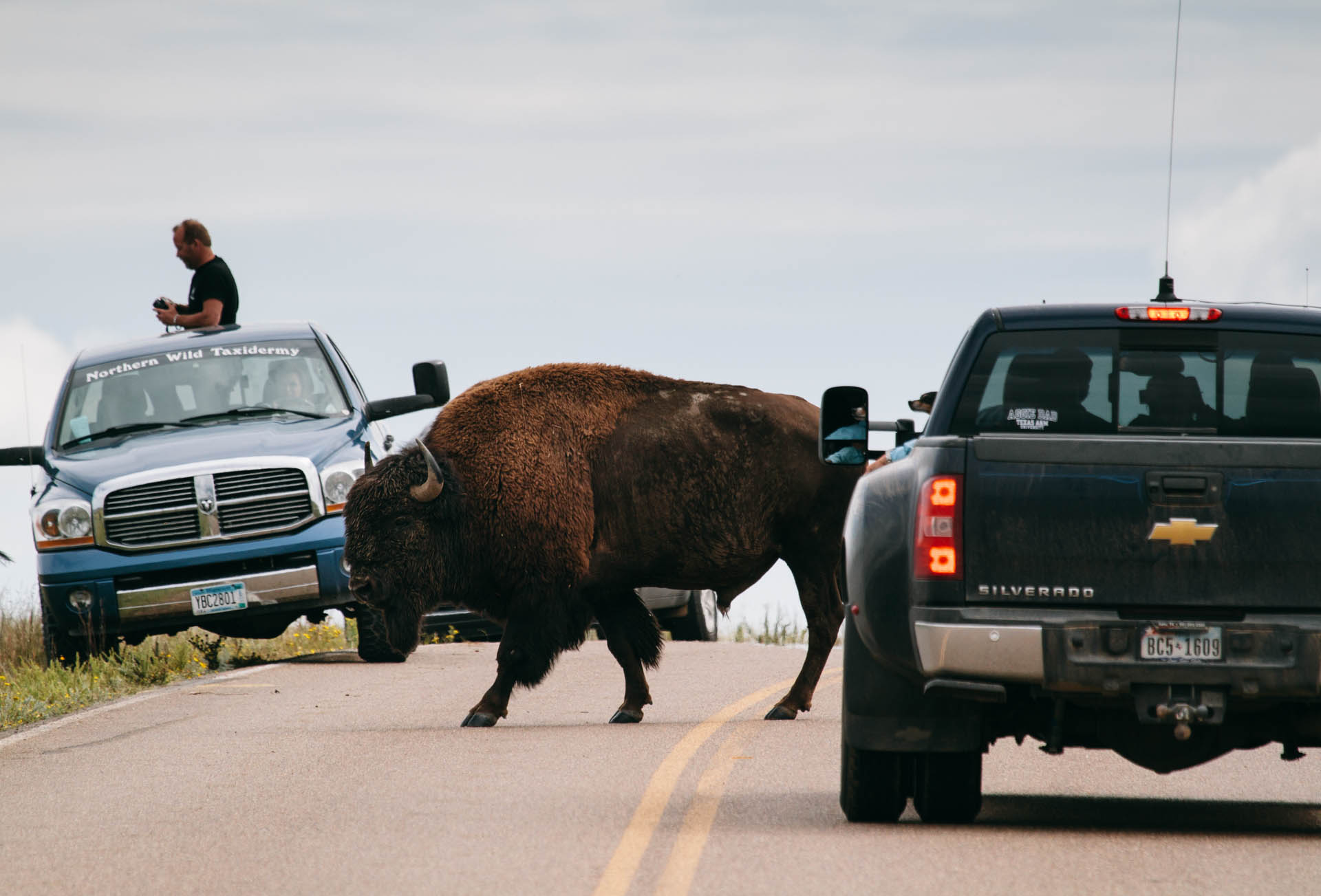 large-bison-walks-between-trucks-nd