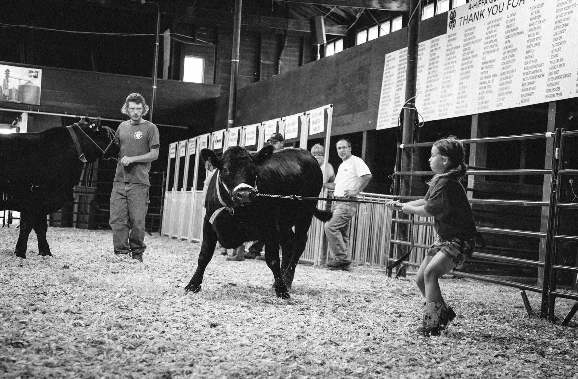 northern-wisconsin-state-fair-little-girl-gets-pulled-by-steer-in-ring