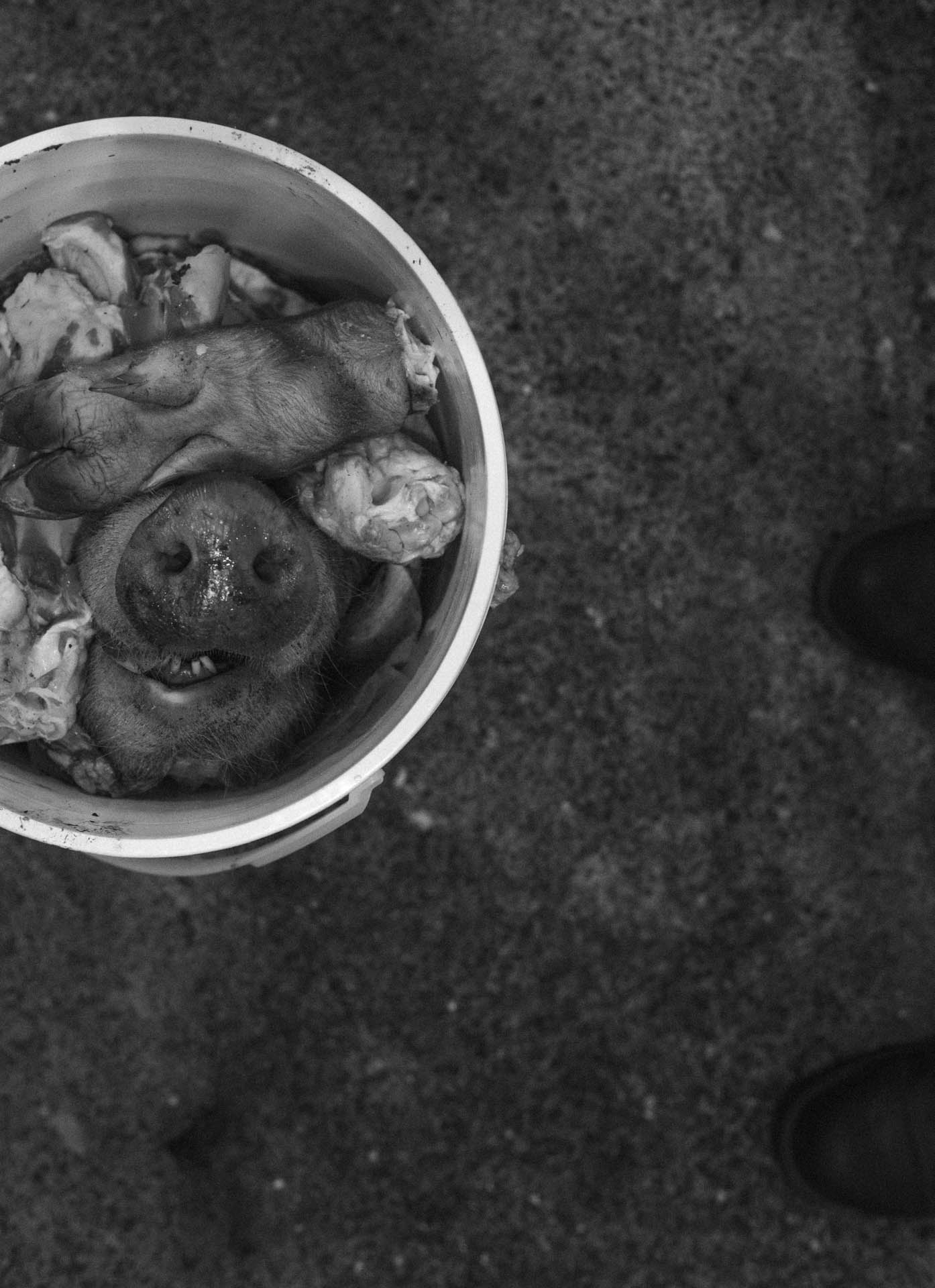 pig-nose-in-scraps-bucket-0471