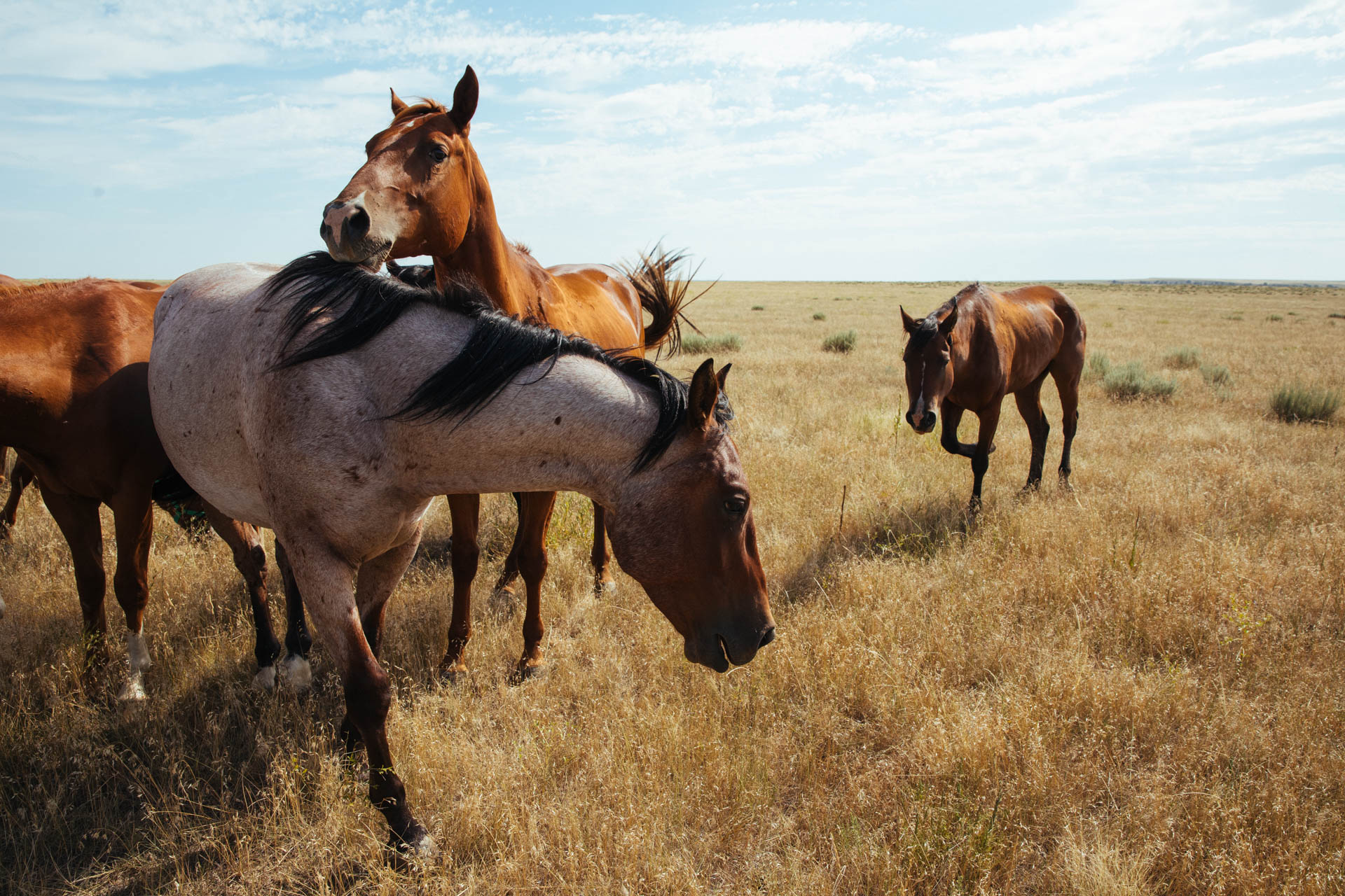pine-ridge-reservation-horses-prairie-travis-dewitz-9045.JPG