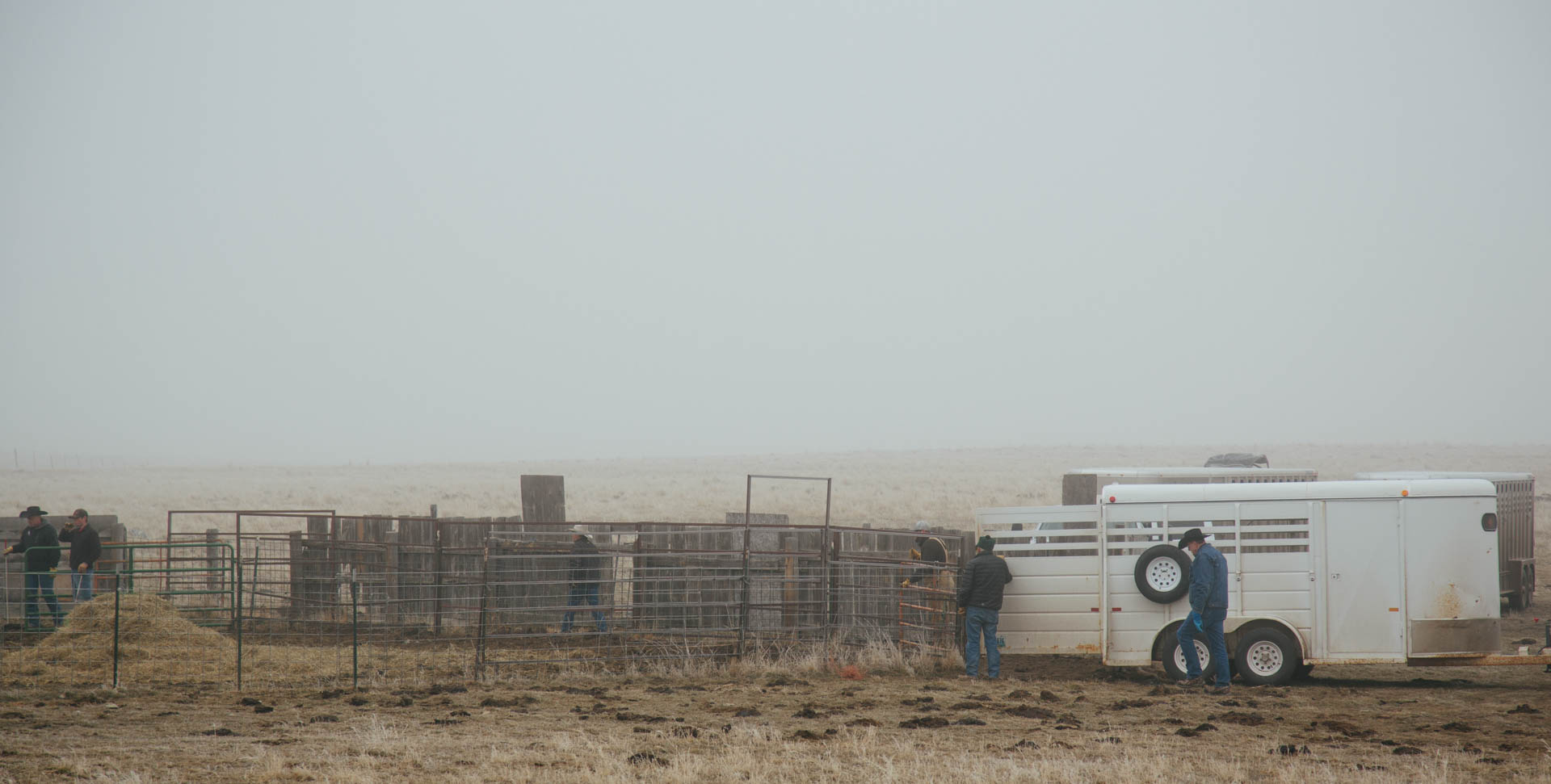 ranchers-rounding-up-cattle-sale-6737