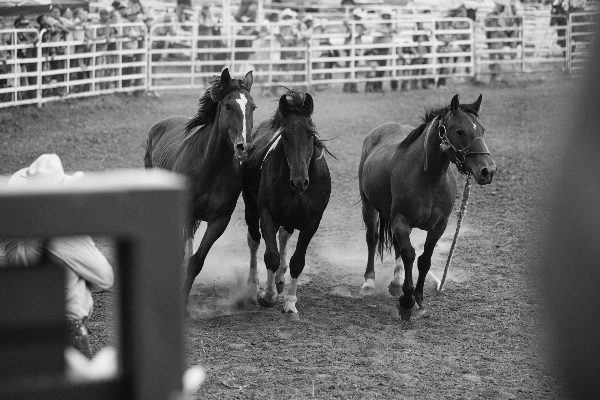 rosebud-wild-horse-three-stallions-running-together-rodeo-travis-dewitz-3943.JPG