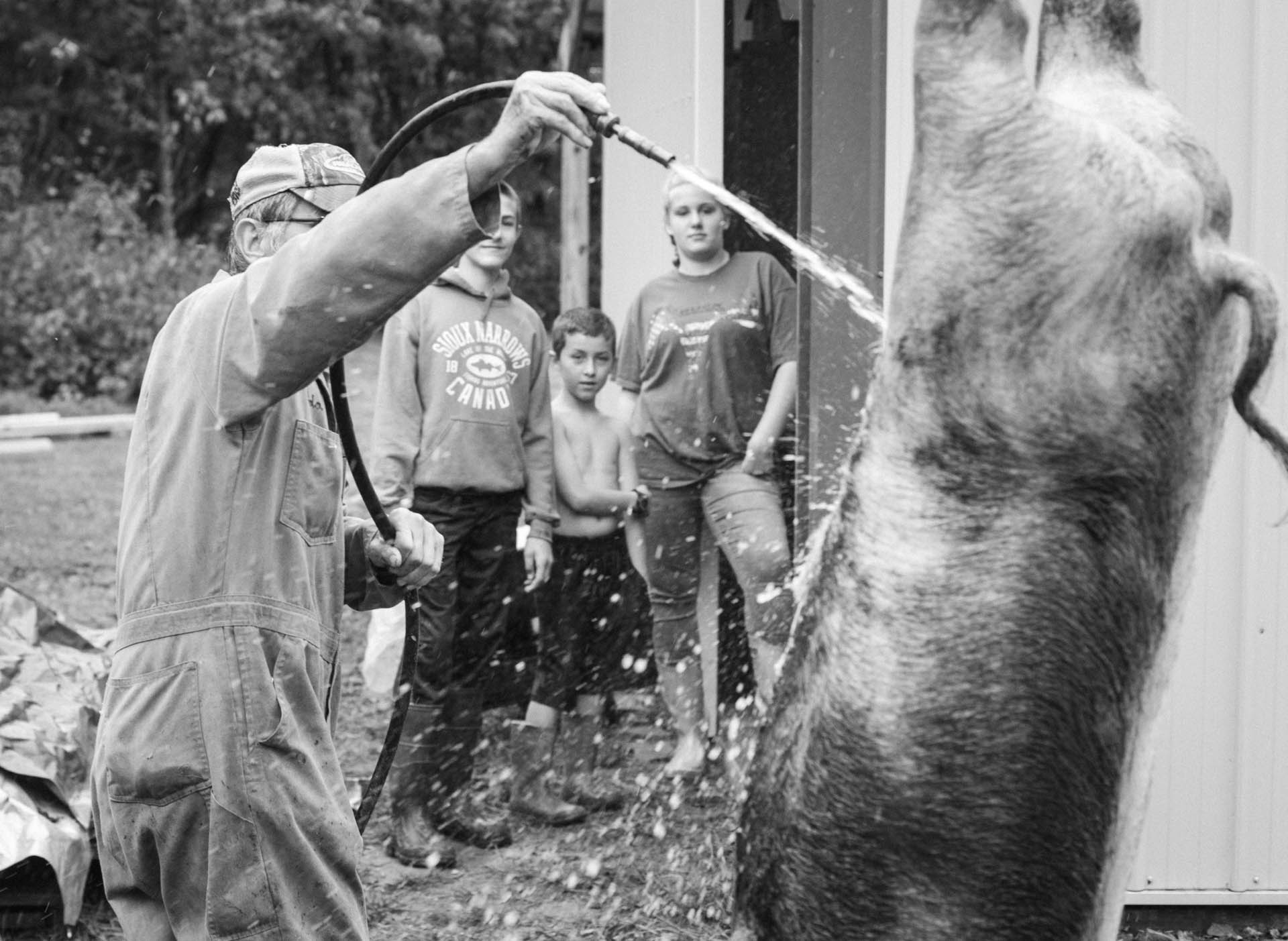 watching-hog-cleaned-9508