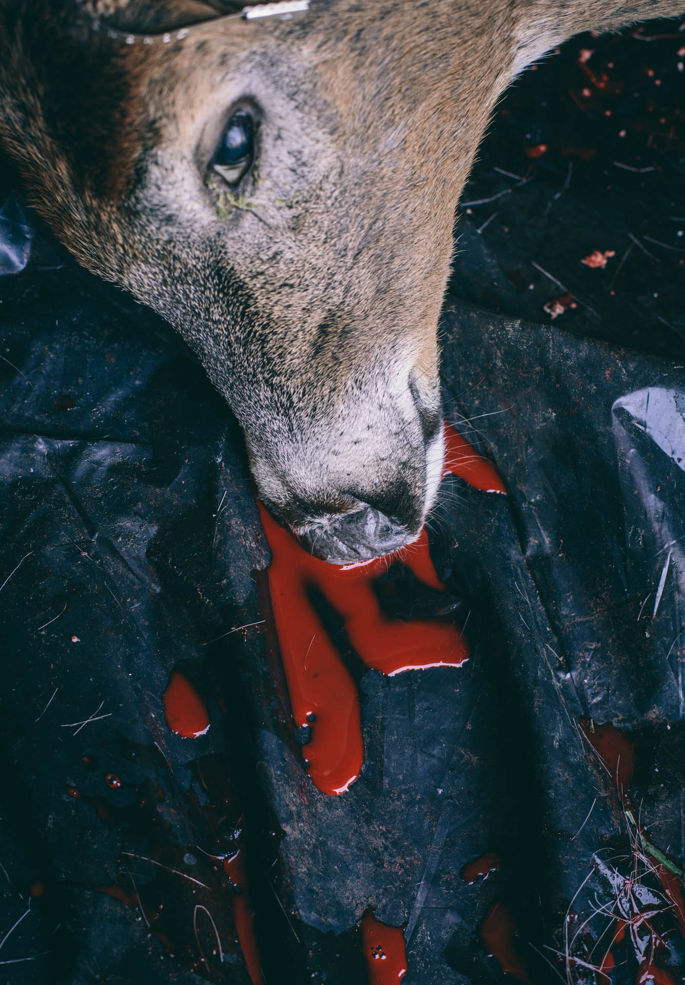 wisconsin-deer-hunting-blood-deer-head-travis-dewitz-1311.JPG