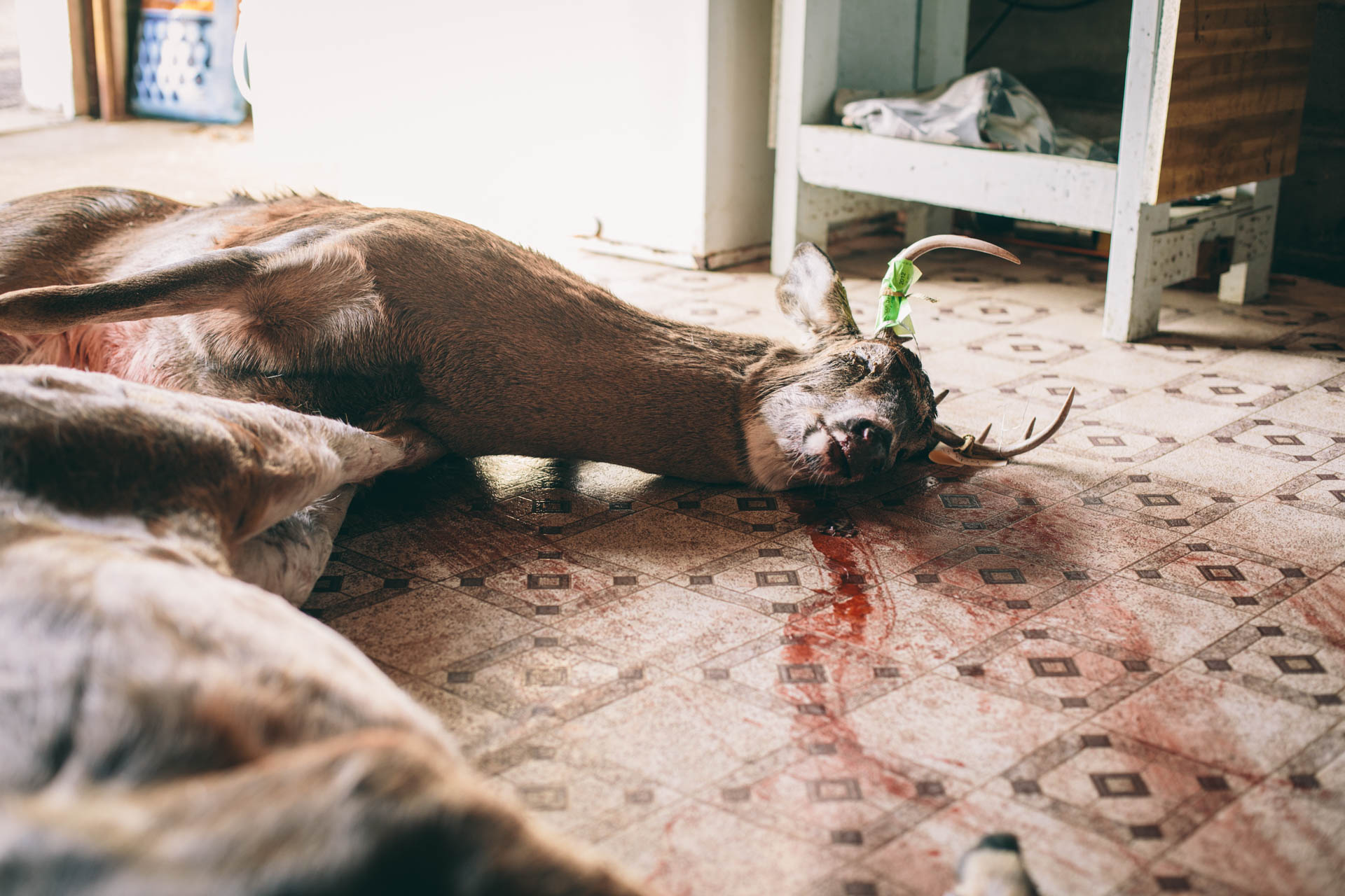 wisconsin-deer-hunting-butcher-shop-dead-buck-travis-dewitz-1387.JPG
