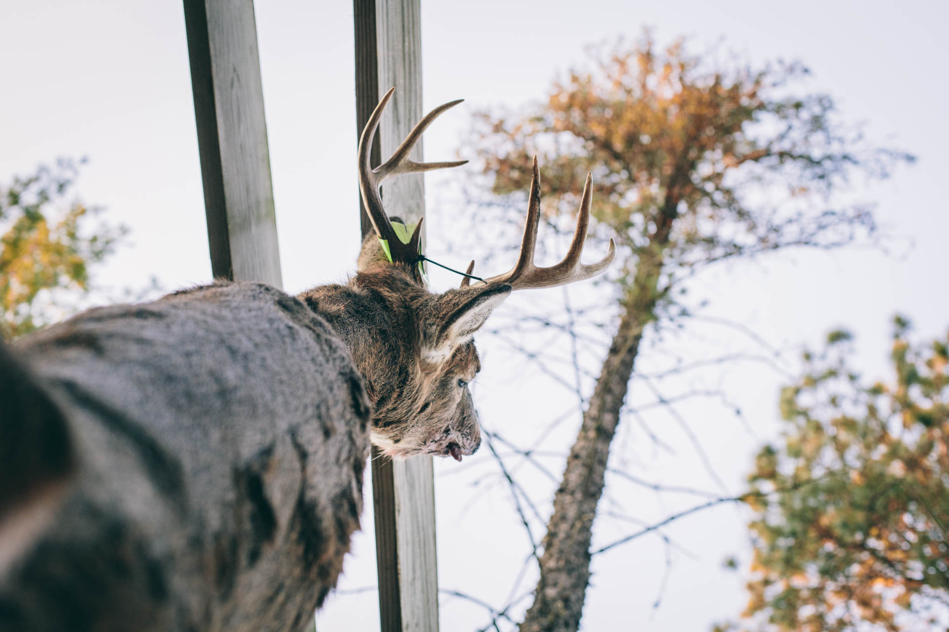 wisconsin-deer-hunting-hanging-big-buck-travis-dewitz-2122.JPG