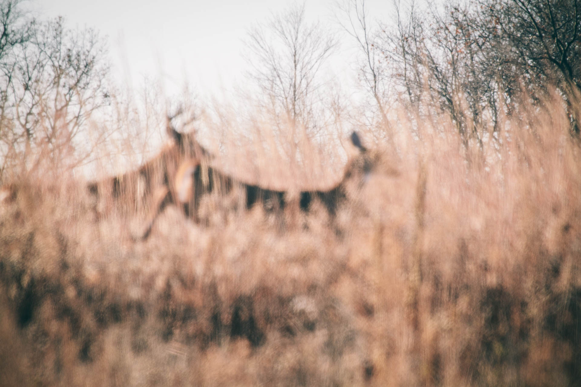 wisconsin-deer-hunting-whitetail-deer-running-field-travis-dewitz-6792.JPG